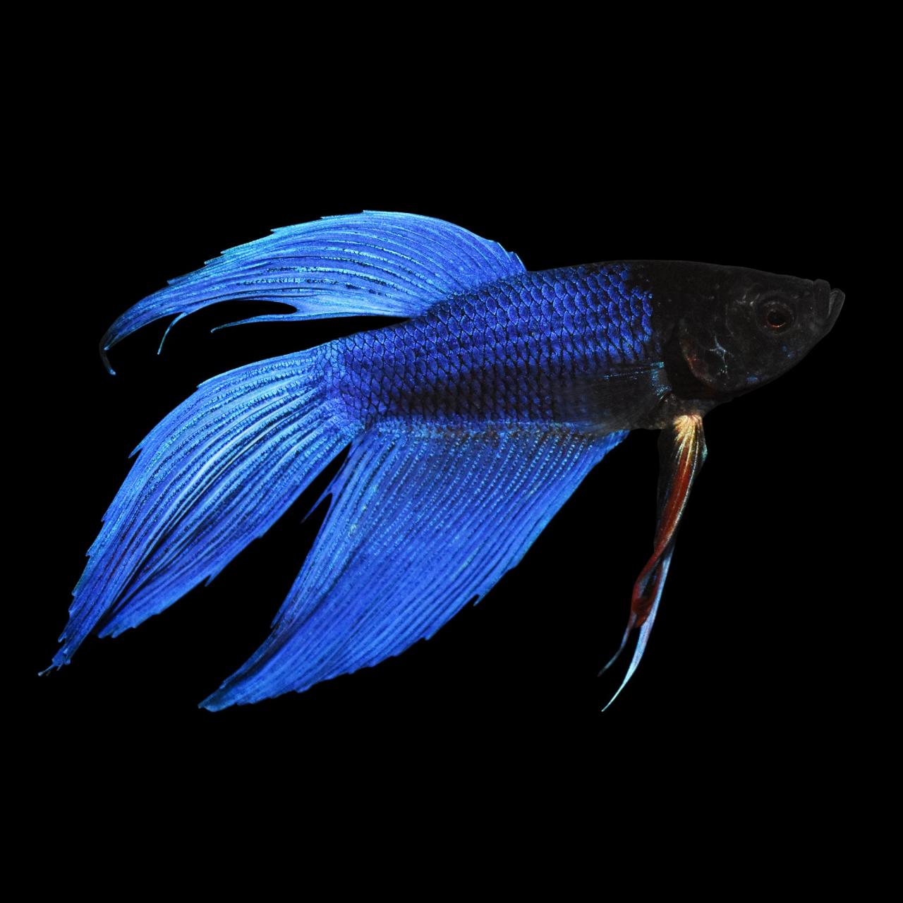 Blue betta