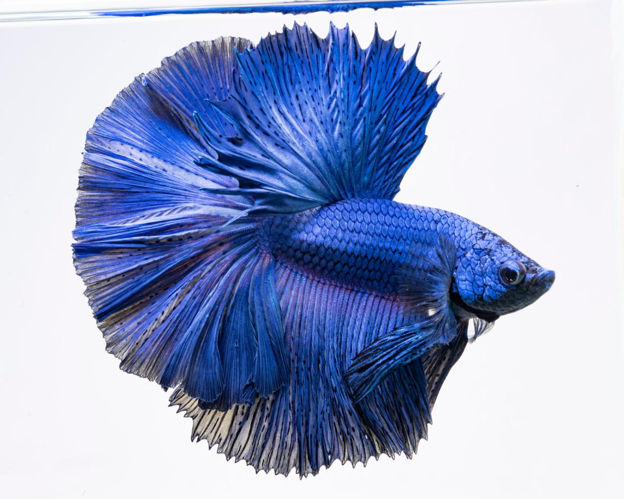 Blue betta