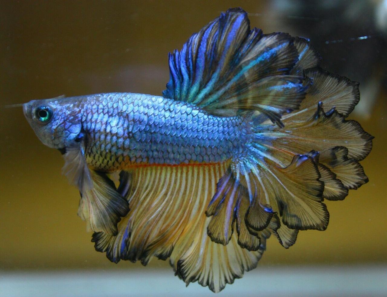 Betta veiltail halfmoon